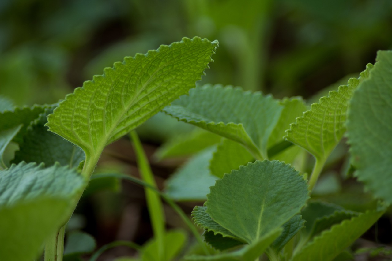 indian borage, ajwain, ayurveda-2709425.jpg