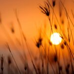 Silhouetted grass against a stunning orange sunset in a rural landscape.